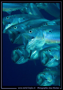 Dinner Time.... in the Red Sea... Que du bonheur... :O)... by Michel Lonfat 